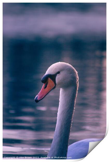 Sneaky swan Print by Alex Brown