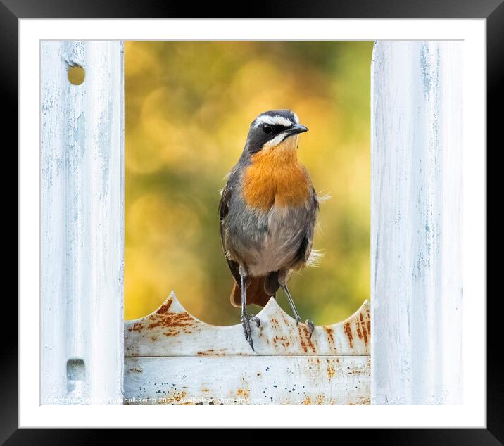 Curious Cape Robin Chat  Framed Mounted Print by Adrian Turnbull-Kemp