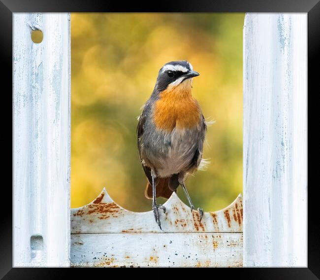 Curious Cape Robin Chat  Framed Print by Adrian Turnbull-Kemp