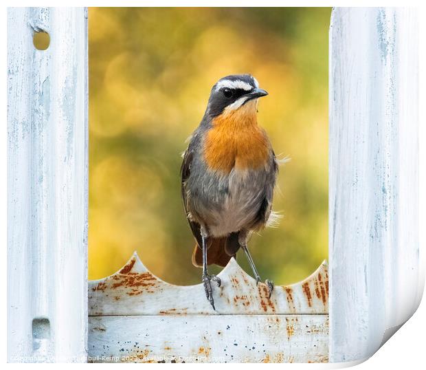 Curious Cape Robin Chat  Print by Adrian Turnbull-Kemp