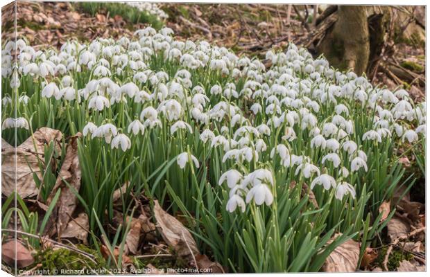 Snowdrops in Woodland Canvas Print by Richard Laidler