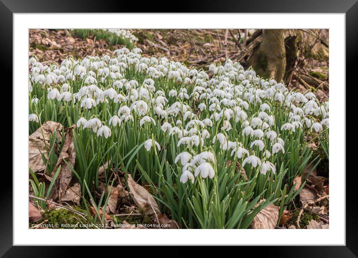 Snowdrops in Woodland Framed Mounted Print by Richard Laidler