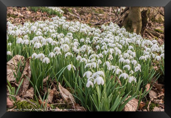 Snowdrops in Woodland Framed Print by Richard Laidler