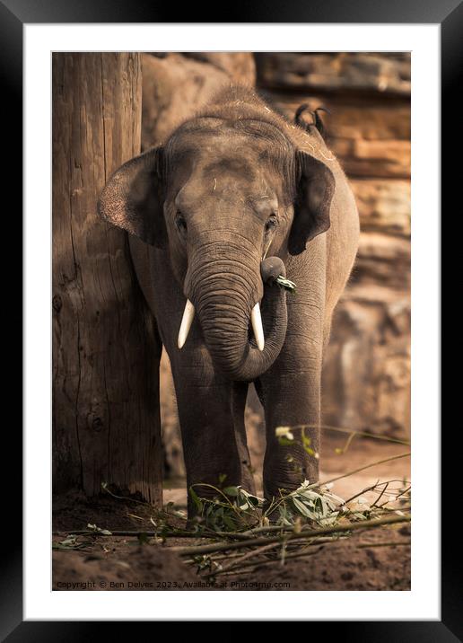 An Asian Elephant Using It's Trunk to Gather Leave Framed Mounted Print by Ben Delves