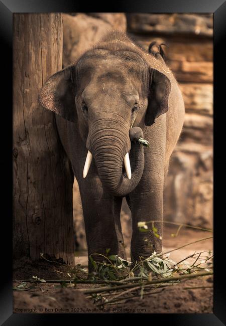 An Asian Elephant Using It's Trunk to Gather Leave Framed Print by Ben Delves