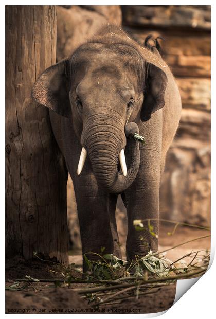 An Asian Elephant Using It's Trunk to Gather Leave Print by Ben Delves