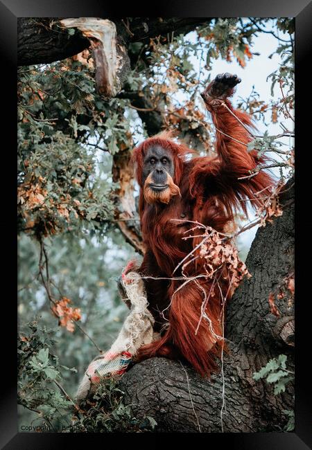 A Beautiful Orangutan Mum and Baby Framed Print by Ben Delves