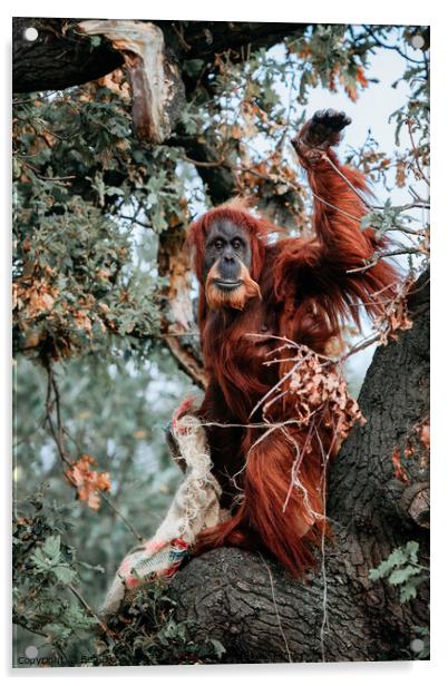 A Beautiful Orangutan Mum and Baby Acrylic by Ben Delves