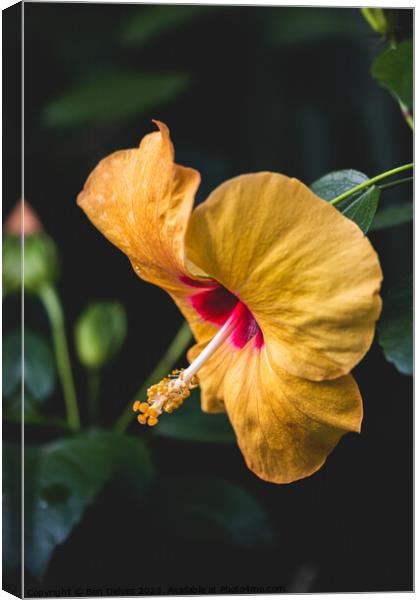The Delicate Beauty of a Yellow Hibiscus Canvas Print by Ben Delves