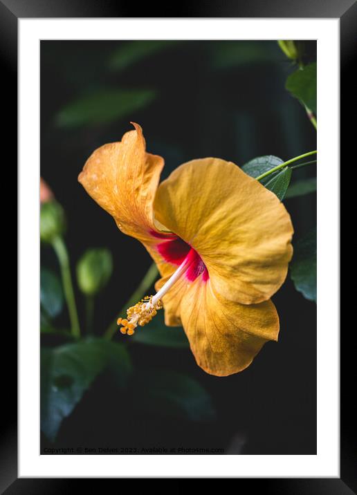 The Delicate Beauty of a Yellow Hibiscus Framed Mounted Print by Ben Delves