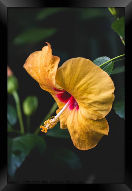 The Delicate Beauty of a Yellow Hibiscus Framed Print by Ben Delves