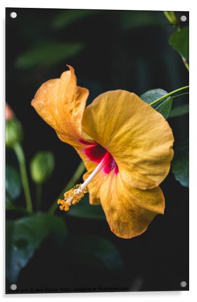 The Delicate Beauty of a Yellow Hibiscus Acrylic by Ben Delves