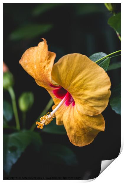 The Delicate Beauty of a Yellow Hibiscus Print by Ben Delves