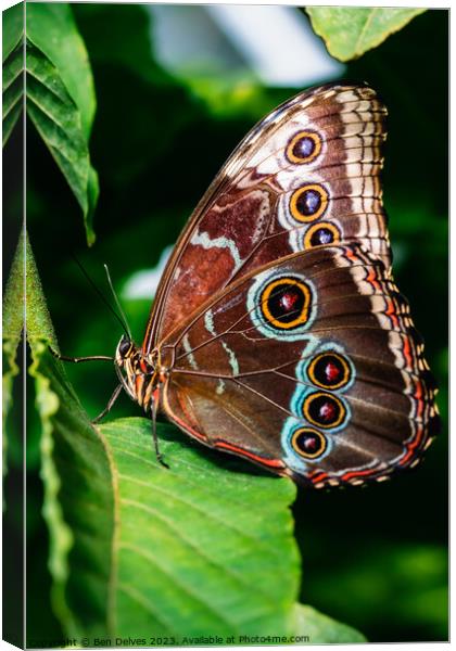 The Mesmerizing Patterns of a Blue Morpho Butterfl Canvas Print by Ben Delves