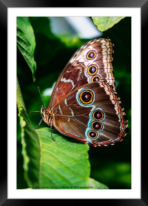 The Mesmerizing Patterns of a Blue Morpho Butterfl Framed Mounted Print by Ben Delves