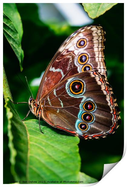 The Mesmerizing Patterns of a Blue Morpho Butterfl Print by Ben Delves