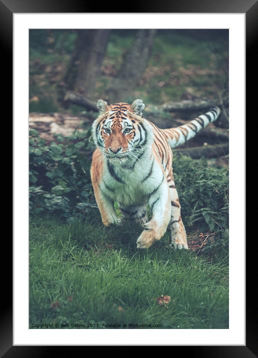 The Mighty Amur Tiger Pounces Framed Mounted Print by Ben Delves
