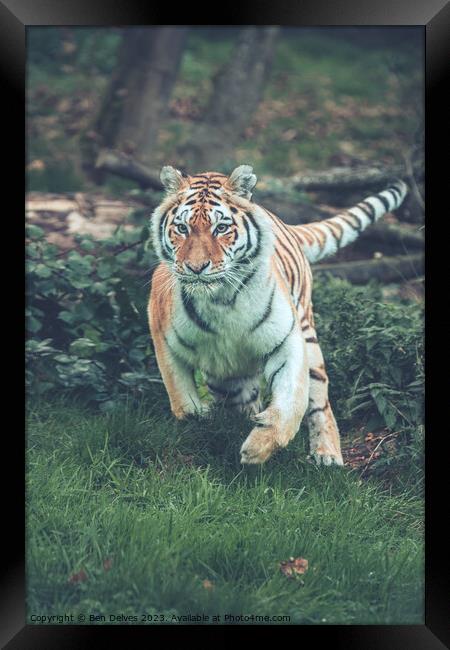 The Mighty Amur Tiger Pounces Framed Print by Ben Delves