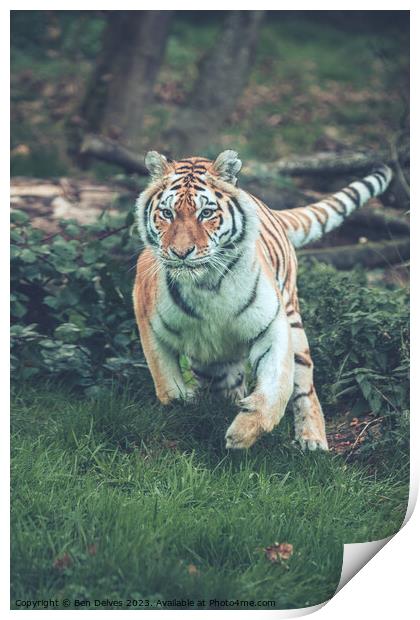The Mighty Amur Tiger Pounces Print by Ben Delves