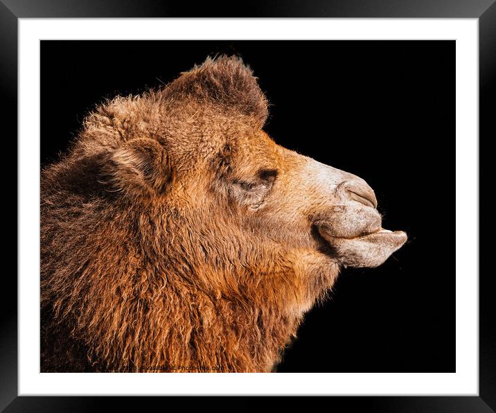 Majestic Bactrian Camel in Profile Framed Mounted Print by Ben Delves