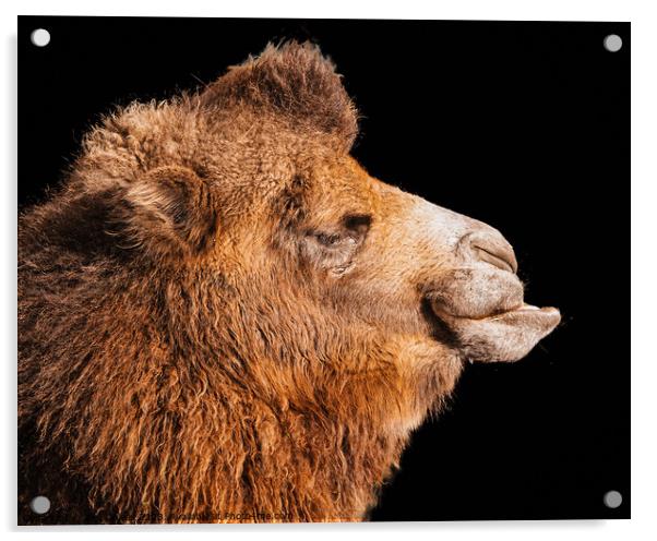 Majestic Bactrian Camel in Profile Acrylic by Ben Delves