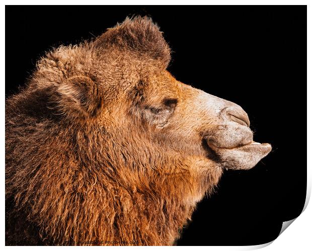Majestic Bactrian Camel in Profile Print by Ben Delves