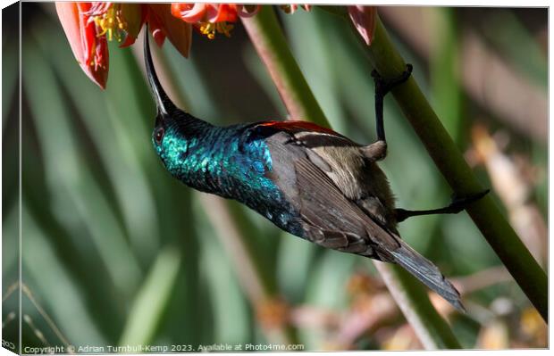 Greater double-collared male sunbird (Cinnyrs afer Canvas Print by Adrian Turnbull-Kemp