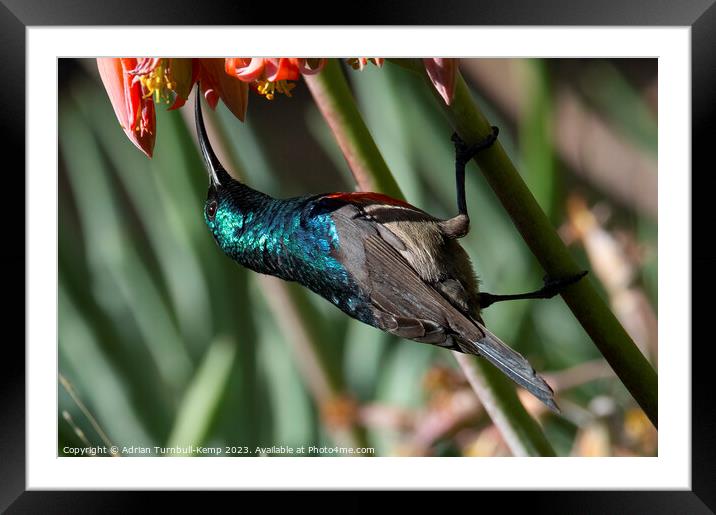 Greater double-collared male sunbird (Cinnyrs afer Framed Mounted Print by Adrian Turnbull-Kemp