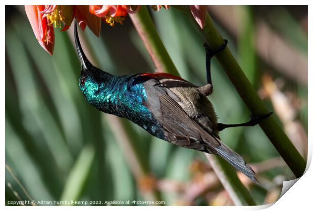 Greater double-collared male sunbird (Cinnyrs afer Print by Adrian Turnbull-Kemp