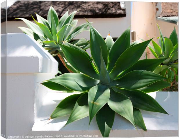 Strong architectural plant Canvas Print by Adrian Turnbull-Kemp