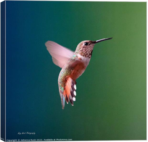 Lady Hummer Canvas Print by JoDonna Rusk