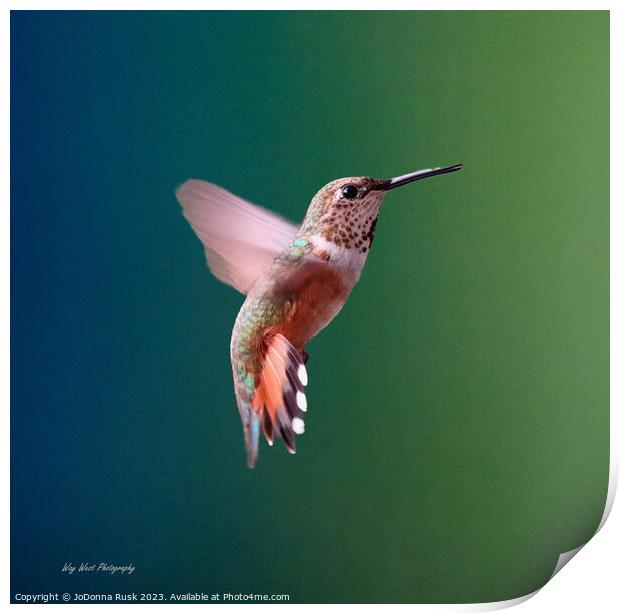 Lady Hummer Print by JoDonna Rusk
