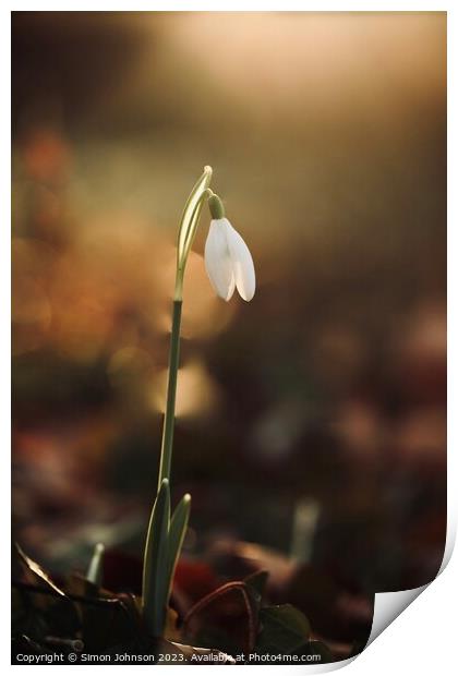 sunlit Snowdrop Print by Simon Johnson