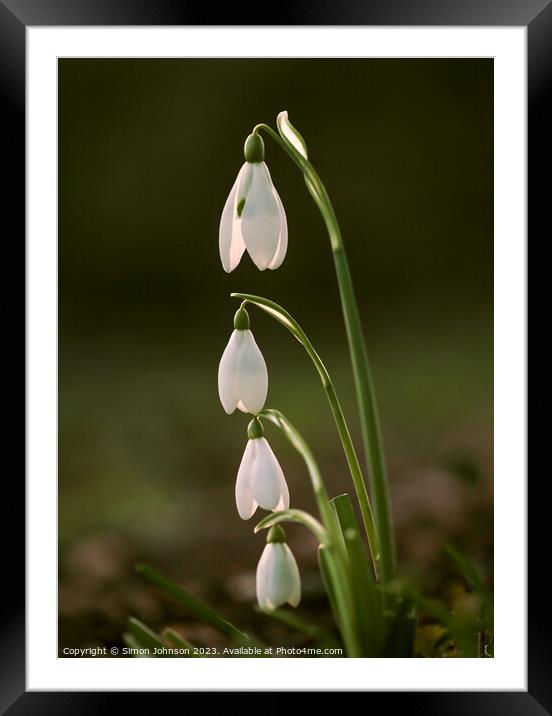  Snowdrop family Framed Mounted Print by Simon Johnson