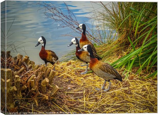 White-Faced Whistling-Duck  Canvas Print by Jane Metters