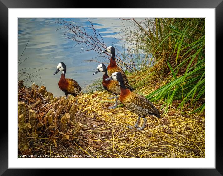 White-Faced Whistling-Duck  Framed Mounted Print by Jane Metters