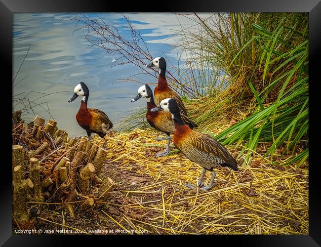 White-Faced Whistling-Duck  Framed Print by Jane Metters