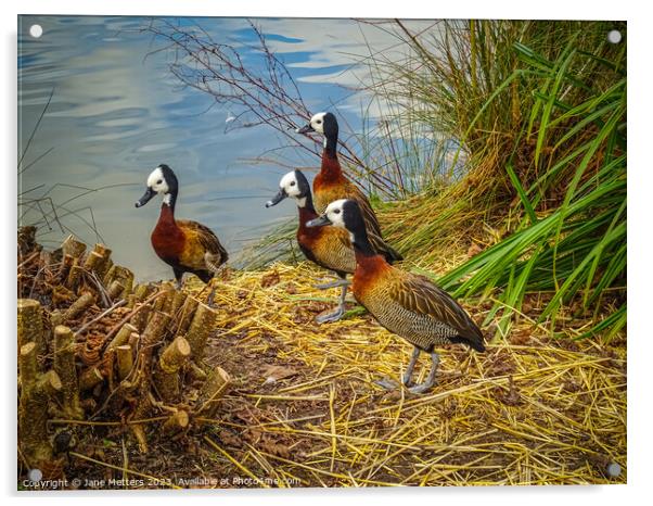White-Faced Whistling-Duck  Acrylic by Jane Metters