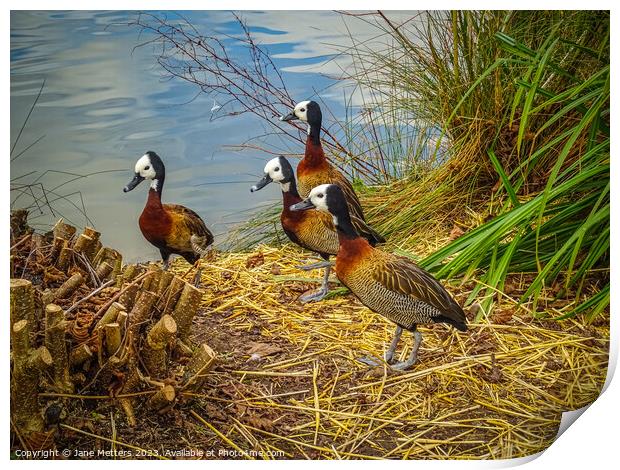 White-Faced Whistling-Duck  Print by Jane Metters
