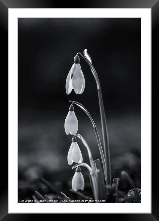 Family of snowdrops Framed Mounted Print by Simon Johnson