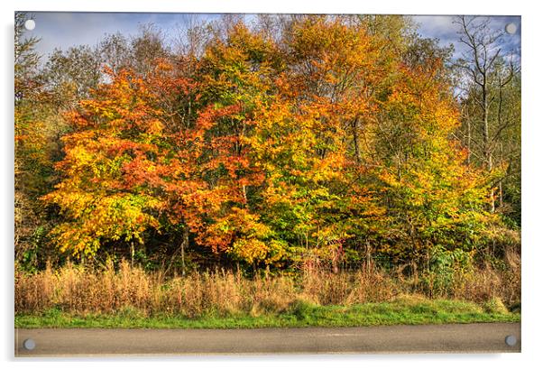 Autumn Acrylic by Steve Purnell