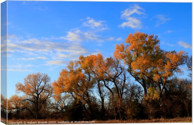 Fall leaves on trees with blue sky and clouds Canvas Print by Robert Brozek