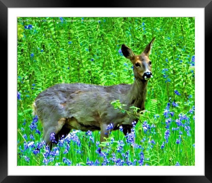Majestic Deer Amidst Bluebells Framed Mounted Print by Mark Chesters