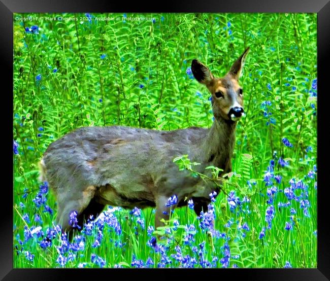 Majestic Deer Amidst Bluebells Framed Print by Mark Chesters
