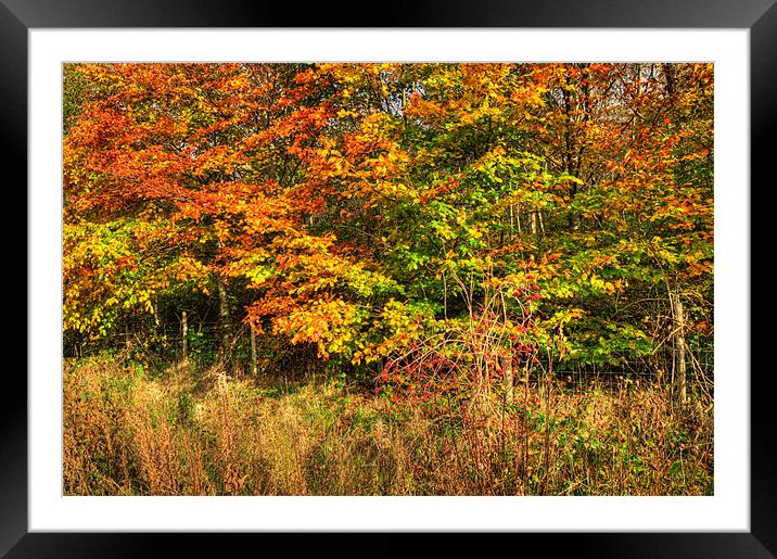 Autumn Framed Mounted Print by Steve Purnell