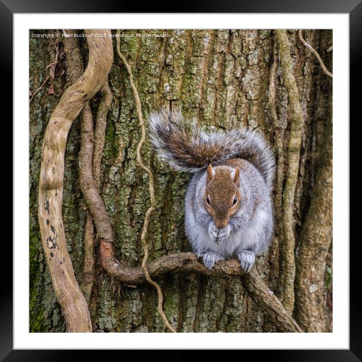 Grey Squirrel Portrait of a Wild Animal Framed Mounted Print by Pearl Bucknall