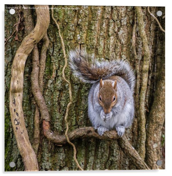 Grey Squirrel Portrait of a Wild Animal Acrylic by Pearl Bucknall