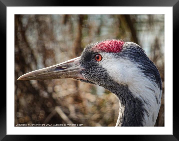 A Cranes Head  Framed Mounted Print by Jane Metters