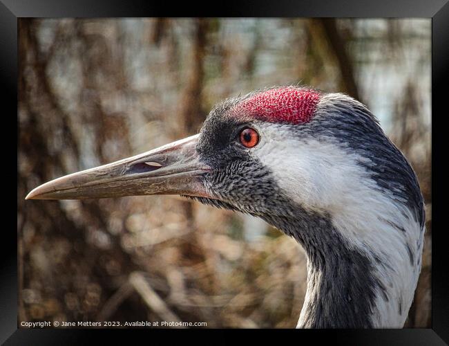 A Cranes Head  Framed Print by Jane Metters