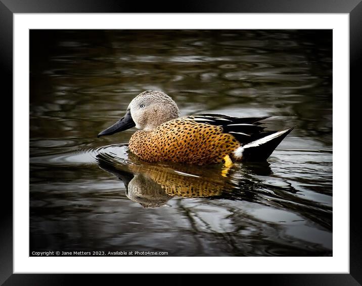 Red Shoveler Framed Mounted Print by Jane Metters